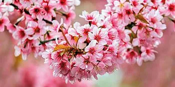 Декор стеклянный  Okka Sakura (UG2L072D)